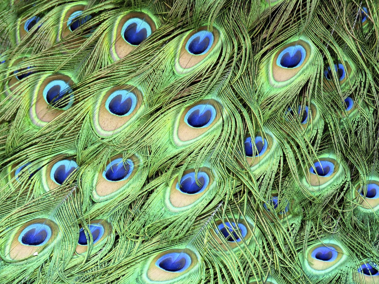 Peacock feather pattern background