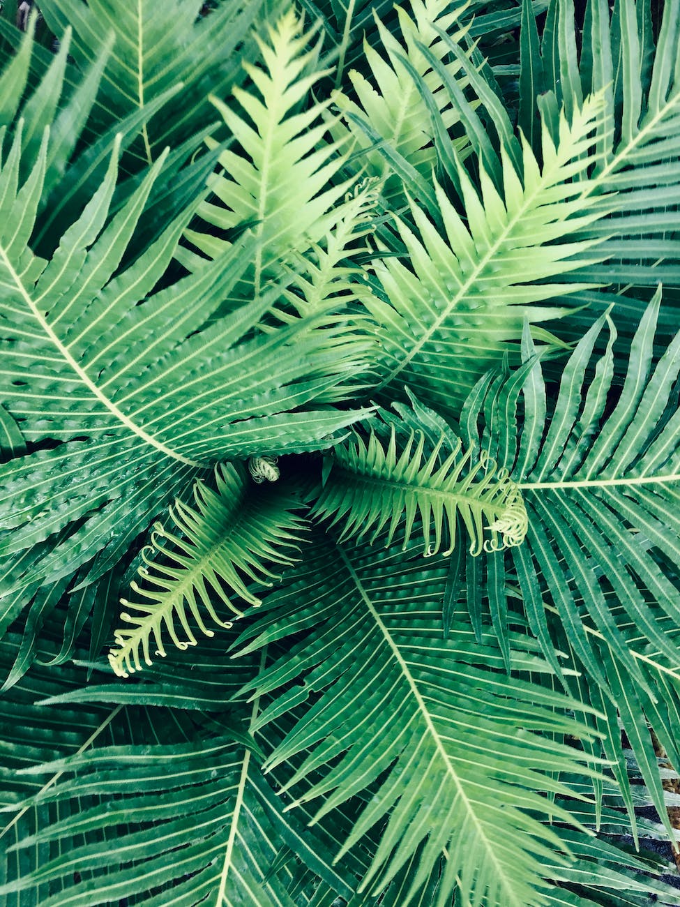 linear green leaf plant